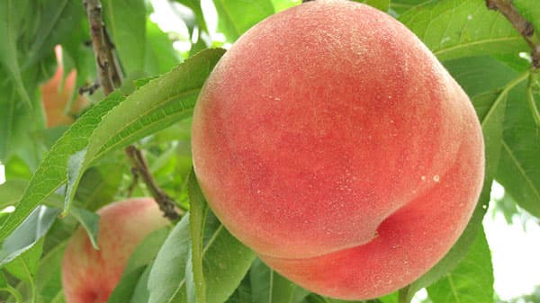 川中島で発見された品種　長野県産「川中島白桃」　ＪＡタウン