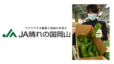 津山市久米地区特産「ジャンボピーマン」出荷開始　ＪＡ晴れの国岡山