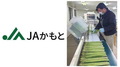 春芽アスパラガスの出荷が始まる　ＪＡ鹿本
