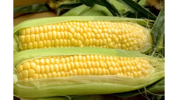 第76回JR大阪駅みのりみのるマルシェ「長崎の実り」31日開催　ＪＡ全農