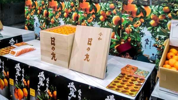「西宇和みかん」初競り　桐箱入り「日の丸みかん」が150万円で落札　ＪＡにしうわ