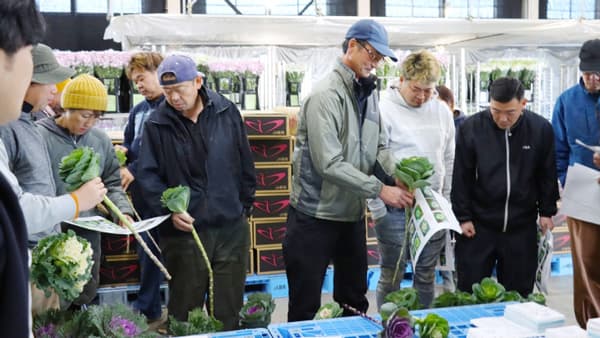 ハボタン目揃い会を開く　ＪＡ鶴岡