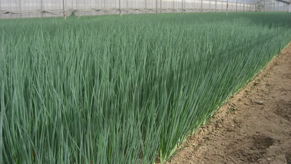 大分県産"味一ねぎ"使用「ねぎを味わう～モチっと米粉でねぎ焼きセット」販売中　ＪＡタウン