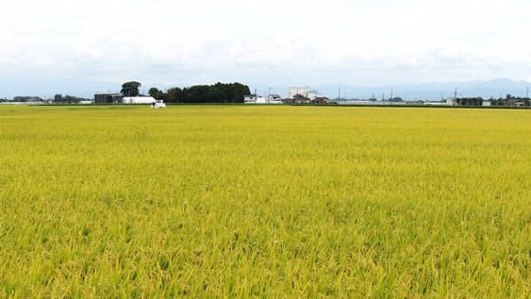 鶴岡地域良質米生産推進協議会が作柄検討会を開く　ＪＡ鶴岡