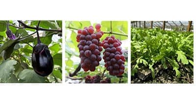 銀座三越みのりみのるマルシェ「大阪の実り」6月1日に開催　ＪＡ全農