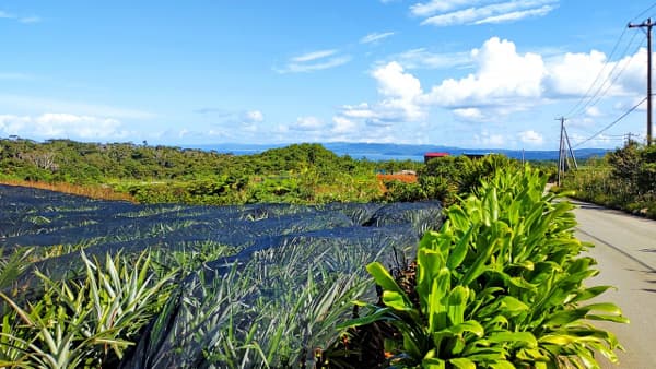 沖縄の農業支援ツアーが定員超す人気　国の助成で11泊で費用は約2万円　農協観光が初企画