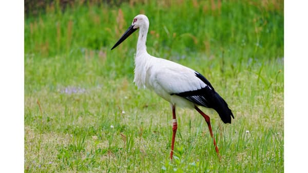 【国民の知らない農協の役割】① 「コウノトリ」と「地域社会」の復活