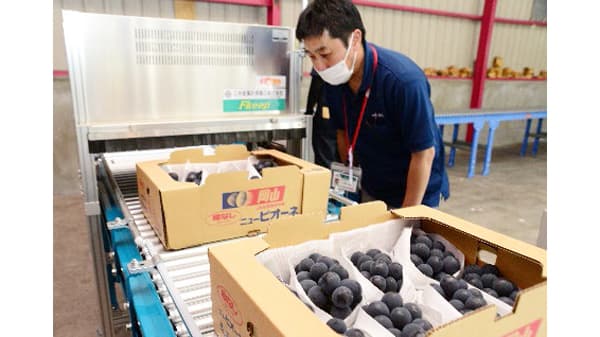 ピオーネ出荷スタート　まずは加温ハウスから　ＪＡ晴れの国岡山