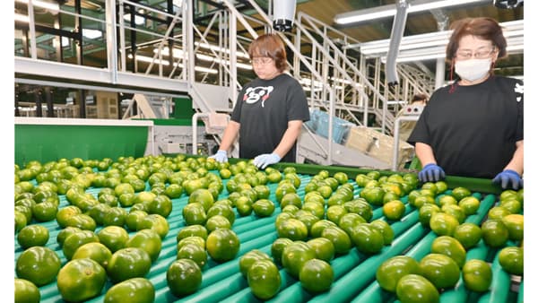 極早生温州ミカンの出荷本格化　ＪＡ鹿本、総量500トンを見込む