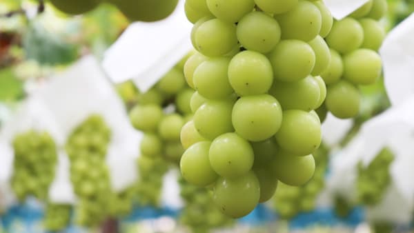 シャインマスカット栽培の課題解決へ「ハウスぶどう防除研究会」岡山で開催　ＪＡ全農