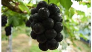 地元の味楽しんで　中学校へブドウ寄付　ＪＡ晴れの国岡山