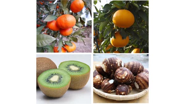 JR大阪駅みのりみのるマルシェ「愛媛の実り」8日に開催　ＪＡ全農