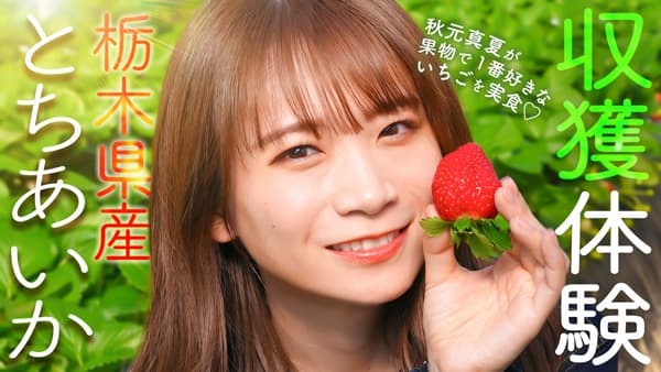 秋元真夏の「ゆるふわたいむ」栃木県産いちご新品種「とちあいか」を収穫　ＪＡタウン