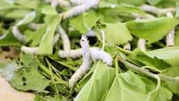 春蚕を養蚕農家へ配蚕　ＪＡおやま