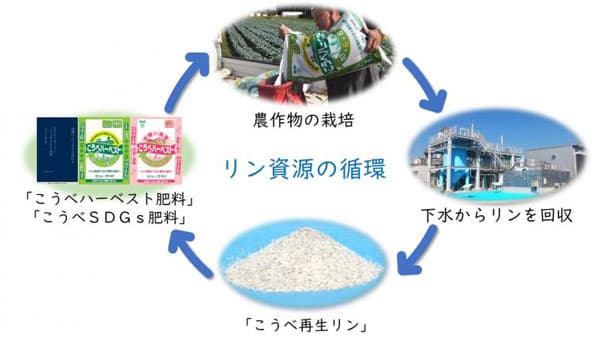 再生リン配合肥料「こうべハーベスト肥料」をブランド野菜などに利用拡大　ＪＡ兵庫六甲