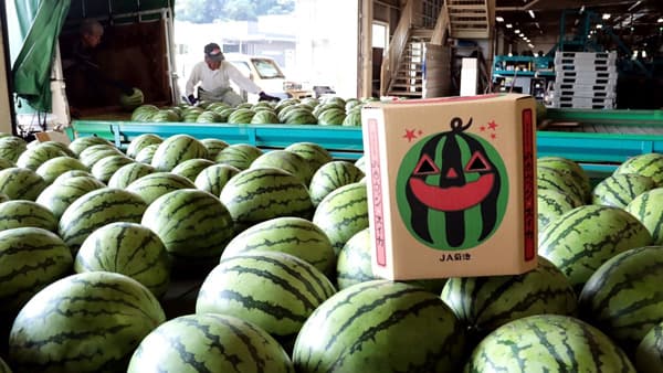 「ハロウィンスイカ」10月限定で出荷　約4000玉を見込む　ＪＡ菊池