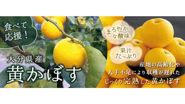 収穫が遅れた完熟の「黄かぼす　食べて応援企画」実施中　ＪＡタウン