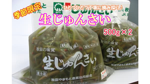 季節限定　ぷるぷる食感の秋田県産「生じゅんさい」販売中　ＪＡタウン