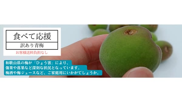 雹被害の梅農家を応援「和歌山の青梅　食べて応援企画」実施　ＪＡタウン
