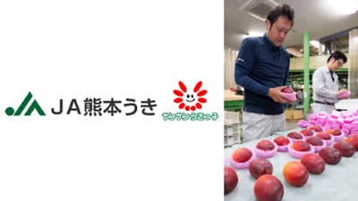 マンゴー出荷本格化 色づき糖度良し　ＪＡ熊本うき