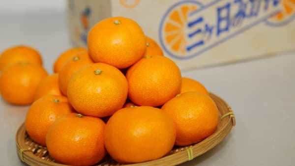 ＪＡみっかび「三ヶ日みかん」7日放送のTBS『王様のブランチ』に登場