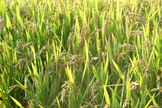 「コシヒカリ」の刈取適期調査を実施　ＪＡ加賀稲作部会協議会など