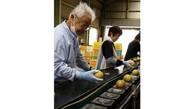 梨「豊水」が出荷最盛期を迎える　ＪＡ熊本市