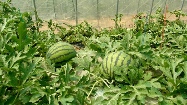 糖度12度以上　山口県産「萩相島スイカ」販売中　ＪＡタウン