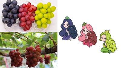 「長野県産ぶどう三姉妹フェア」全農直営飲食店舗で開催　ＪＡ全農