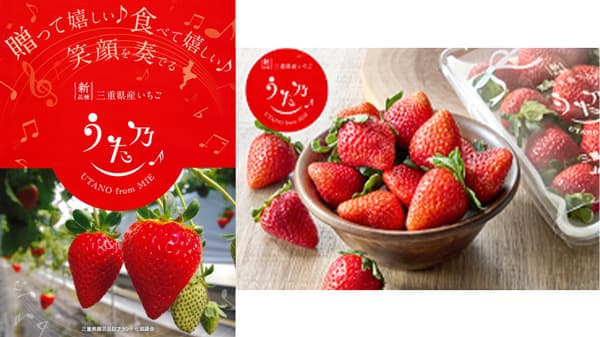 本格デビュー　三重県産新品種いちご「うた乃」販売開始　ＪＡタウン