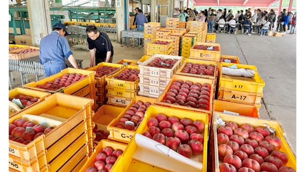 桃の名産地・韮崎市新府で出荷開始「はね桃」に大行列　ＪＡ梨北