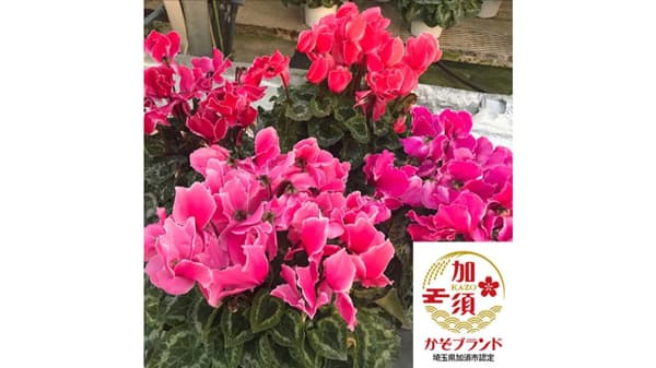 寒さの中に咲く、あたたかな彩り「埼玉県加須市産シクラメン」販売開始　ＪＡタウン