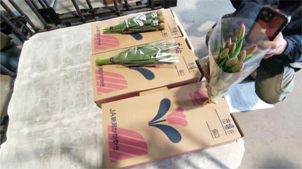 新潟県産チューリップ出荷最盛期を前に「目合わせ会」　ＪＡ全農にいがた