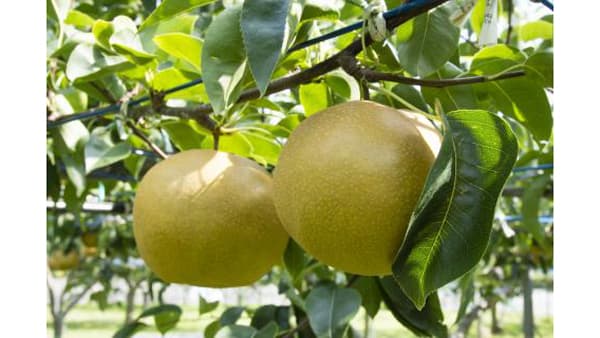 令和7年産の石川県オリジナルなし「加賀しずく」　8月25、26日に初出荷・初競り　ＪＡ全農いしかわ