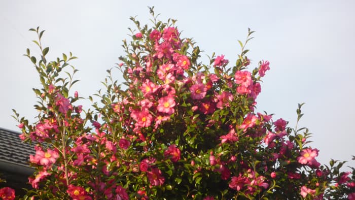 【花ひらく暮らしと地域―JA女性　四分の三世紀（11）】エンパワーメント＜上＞「自給・自立」の先頭に