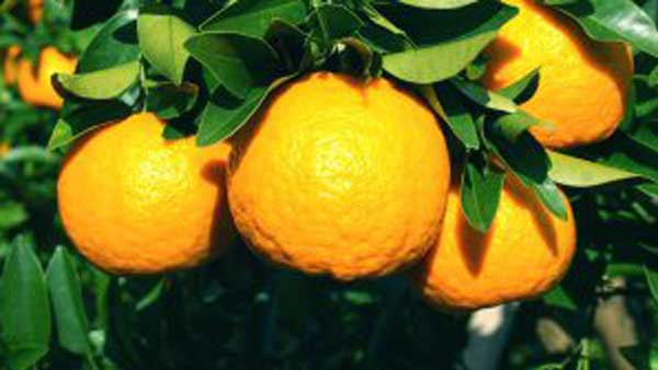 山の上に広がる果樹園　太平洋の恵みで育つ甘いポンカン　ＪＡ高知県・安芸営農経済センター