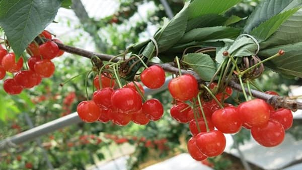 初夏の味覚　青森県産さくらんぼ「紅秀峰」数量限定で販売中　ＪＡタウン
