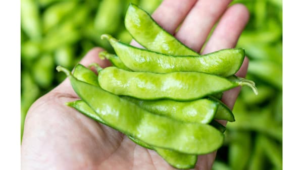 兵庫県産「丹波篠山デカンショ豆」販売　先着限定予約特典付き　ＪＡタウン