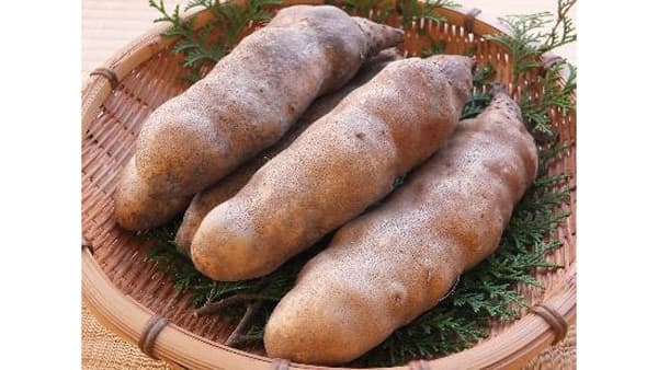 かつやまのいも「銀沫 （ぎんしぶき） 」出荷まもなく　今期初選果　ＪＡ晴れの国岡山