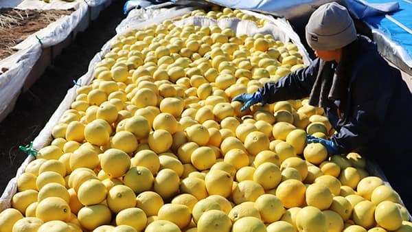 土佐文旦が旬　３月に文旦祭　ＪＡ高知県【ほっとピックアップ・ＪＡの広報誌から】