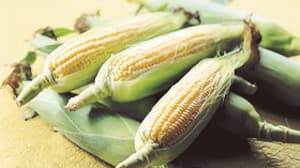 極甘とうもろこし　北海道名寄産「ピクニックコーン」販売中　ＪＡタウン