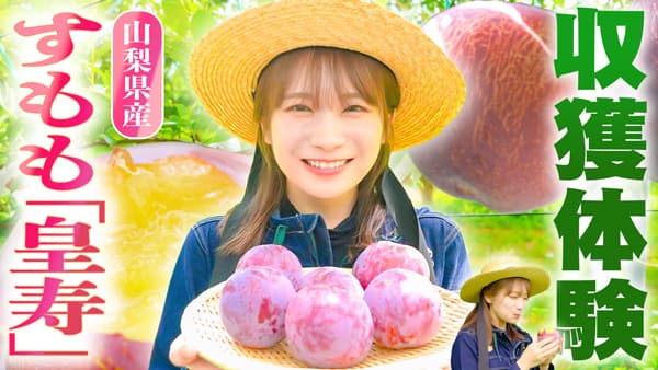秋元真夏の「ゆるふわたいむ」山梨県で大玉で濃厚な甘みの すもも「皇寿」を収穫　ＪＡタウン
