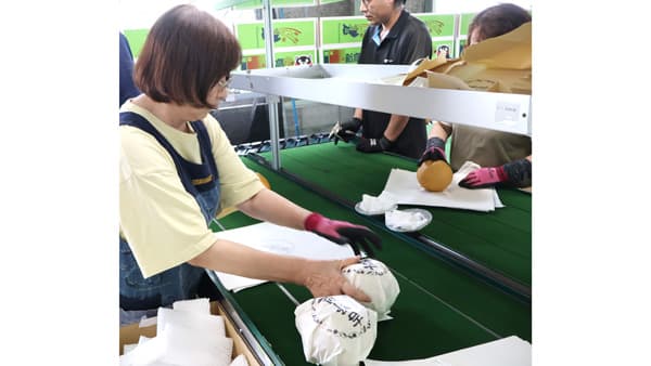 吉野梨「新高」台湾へ　ＪＡやつしろ