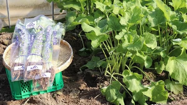 「なにわの伝統野菜」など対象商品が20％OFF　ＪＡタウン