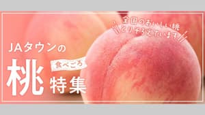「食べごろ桃特集」週替わりプレゼントは「岡山白桃」　ＪＡタウン