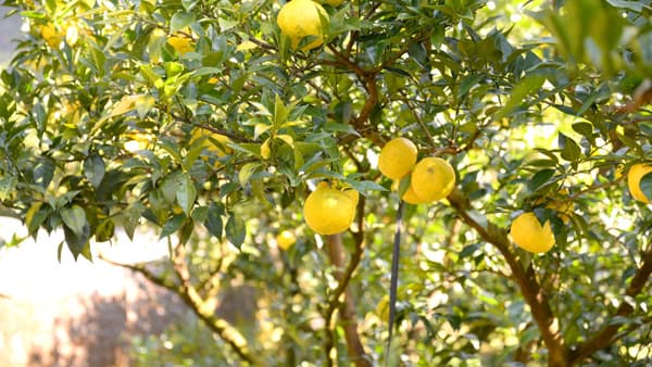 馬路村農業協同組合「第62回農林水産祭」多角化経営部門で天皇杯を受賞