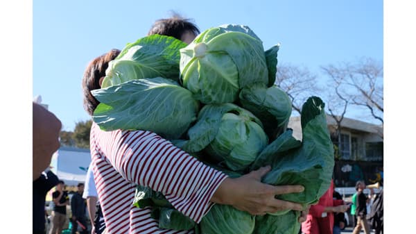 名産品のキャベツを身近に「キャベツ狩り選手権」開催　ＪＡ遠州中央