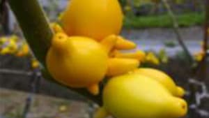 キツネに似た花木　フォックスフェイス出荷進発式　ＪＡ晴れの国岡山