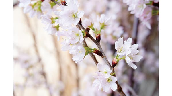 冬に咲く可憐な「啓翁桜」　日本一の産地から　ＪＡやまがた