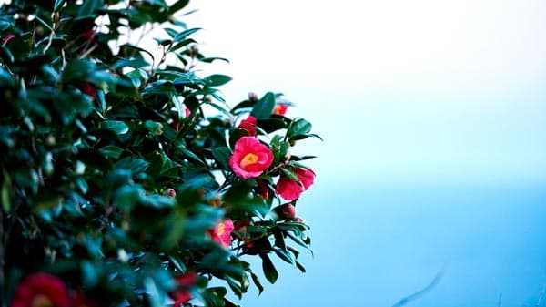 東京の離島で椿油産地を未来へ　"オーガニック椿油"を数量限定販売　ＪＡ利島